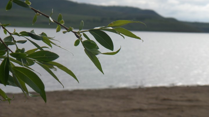 дерево у воды