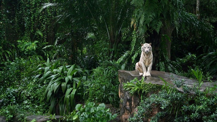 white tiger