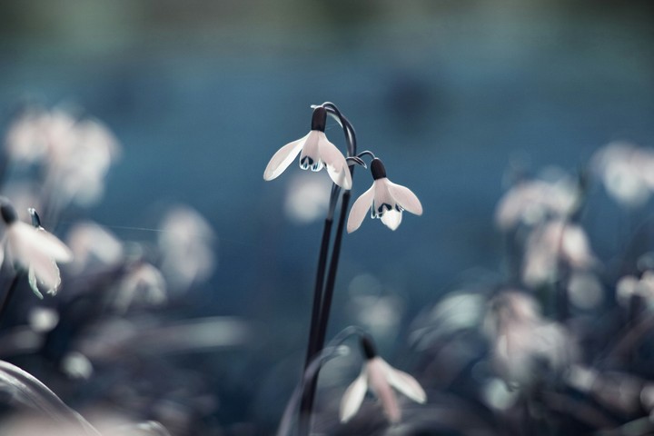 Flower Water droplets