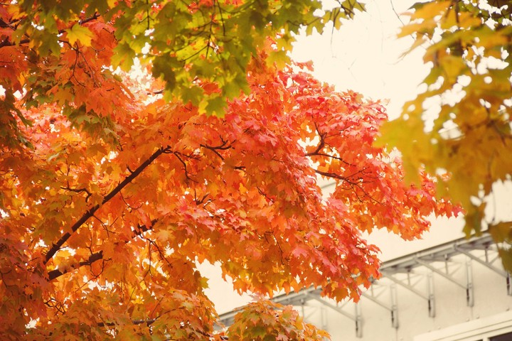 Autumn leaves
