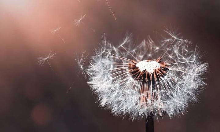 dandelion