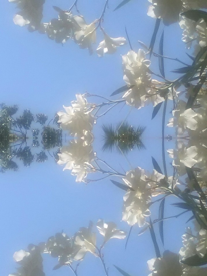 flower white