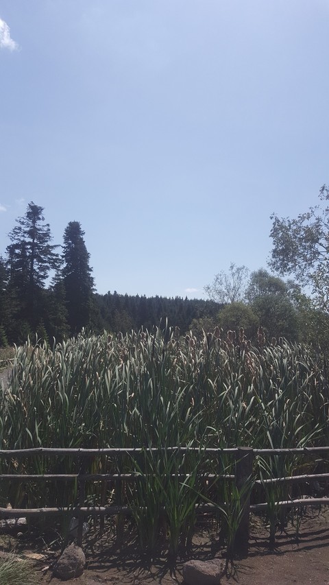 nature:)