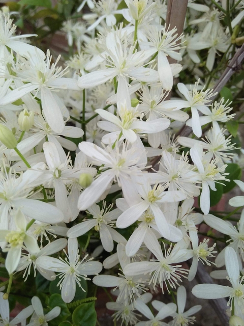 hình nền clematis, flower