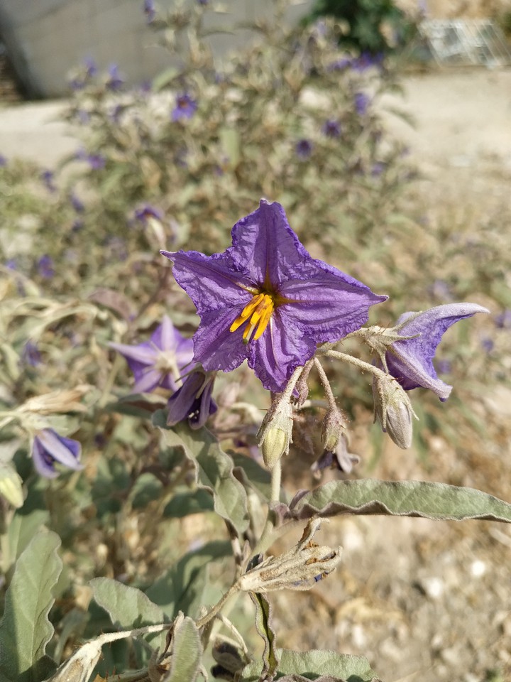 wilting flower