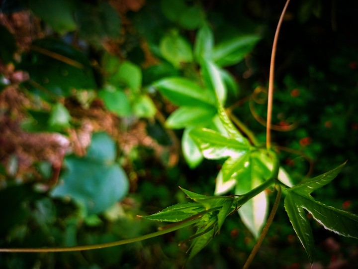 leaf