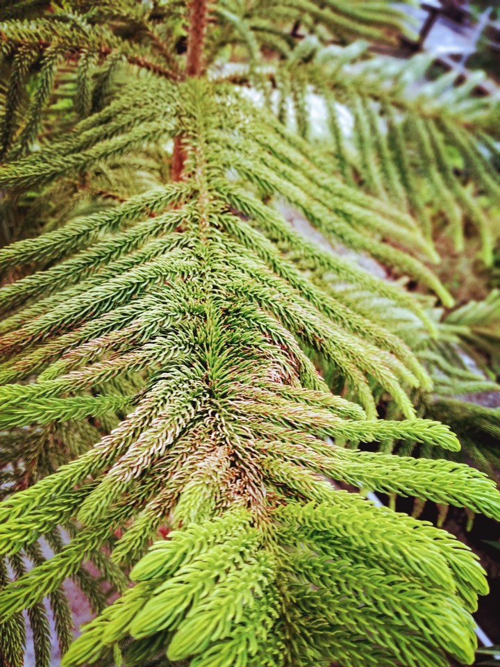 leaves