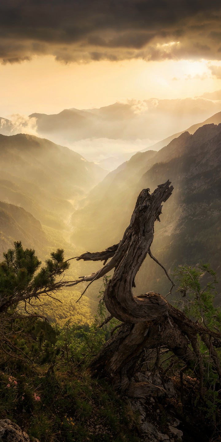 Broken tree