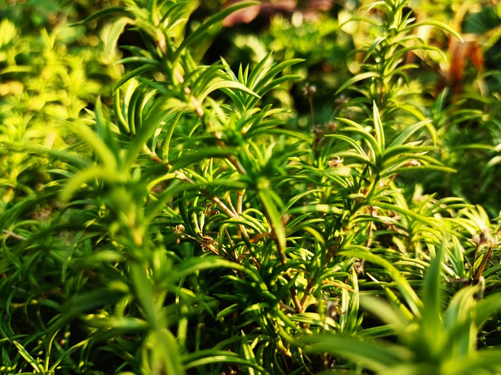Grass