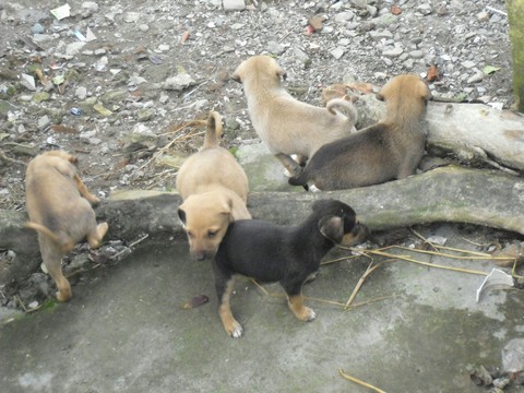 dogs
