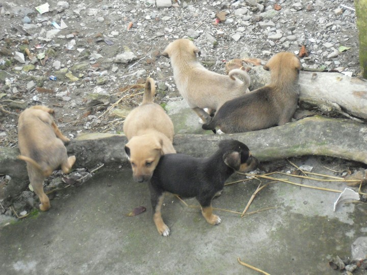 dogs