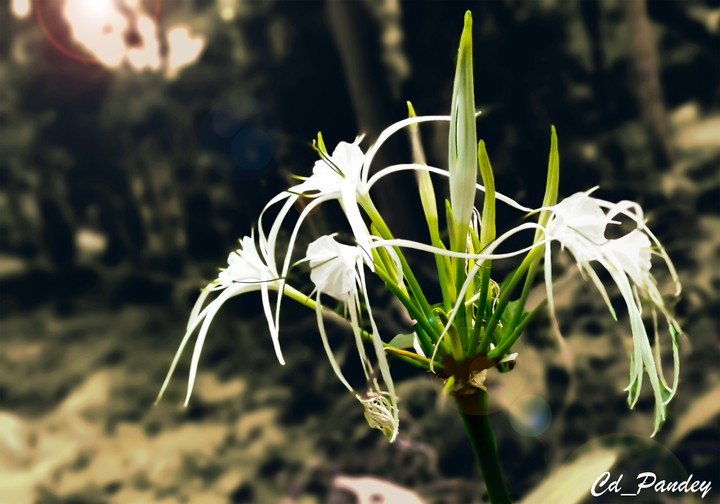 spider lily flower
