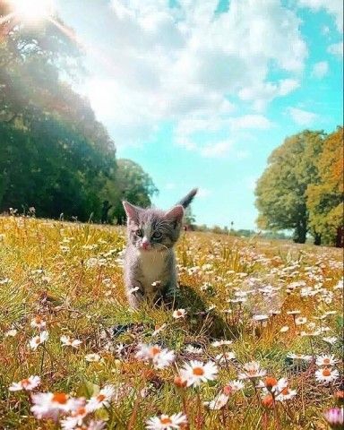 КОТИК НА ПРОСТОРЕ