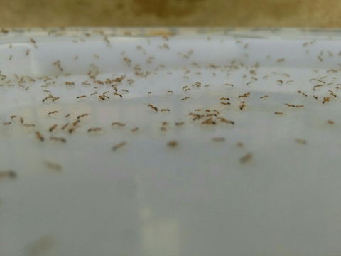 red ants