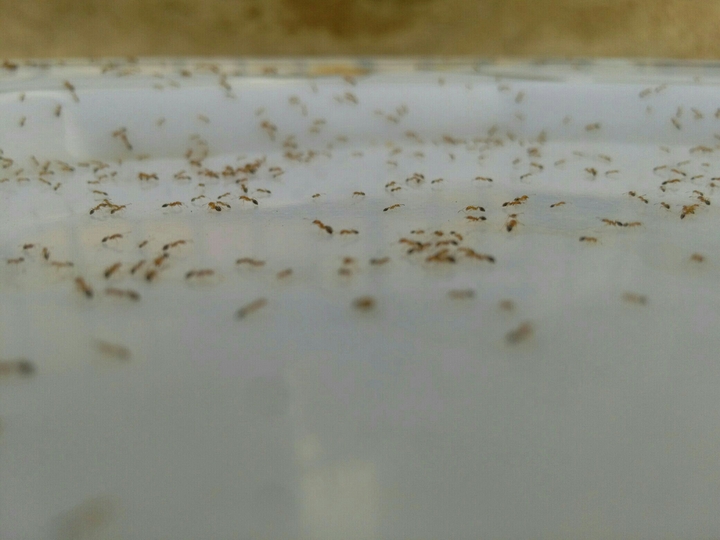 red ants