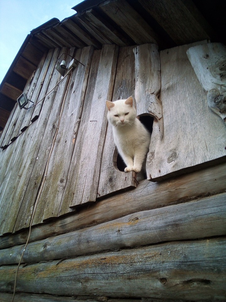 деревня