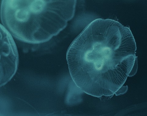 тапети aqua, bioluminescence