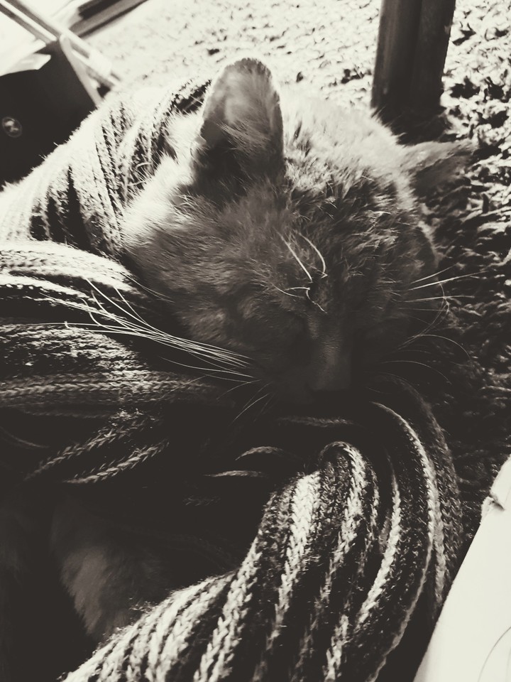 sleeping cat