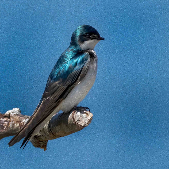 bird