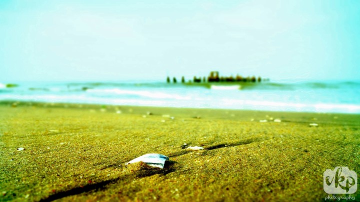 shell