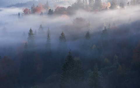mist, larch háttérképek