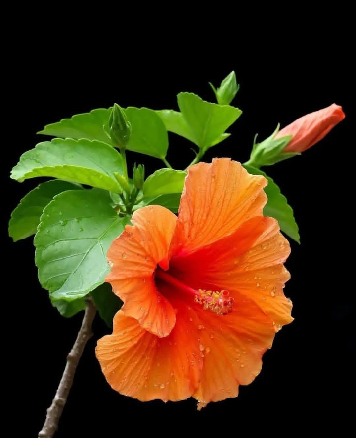 tapety Orange, Yellow