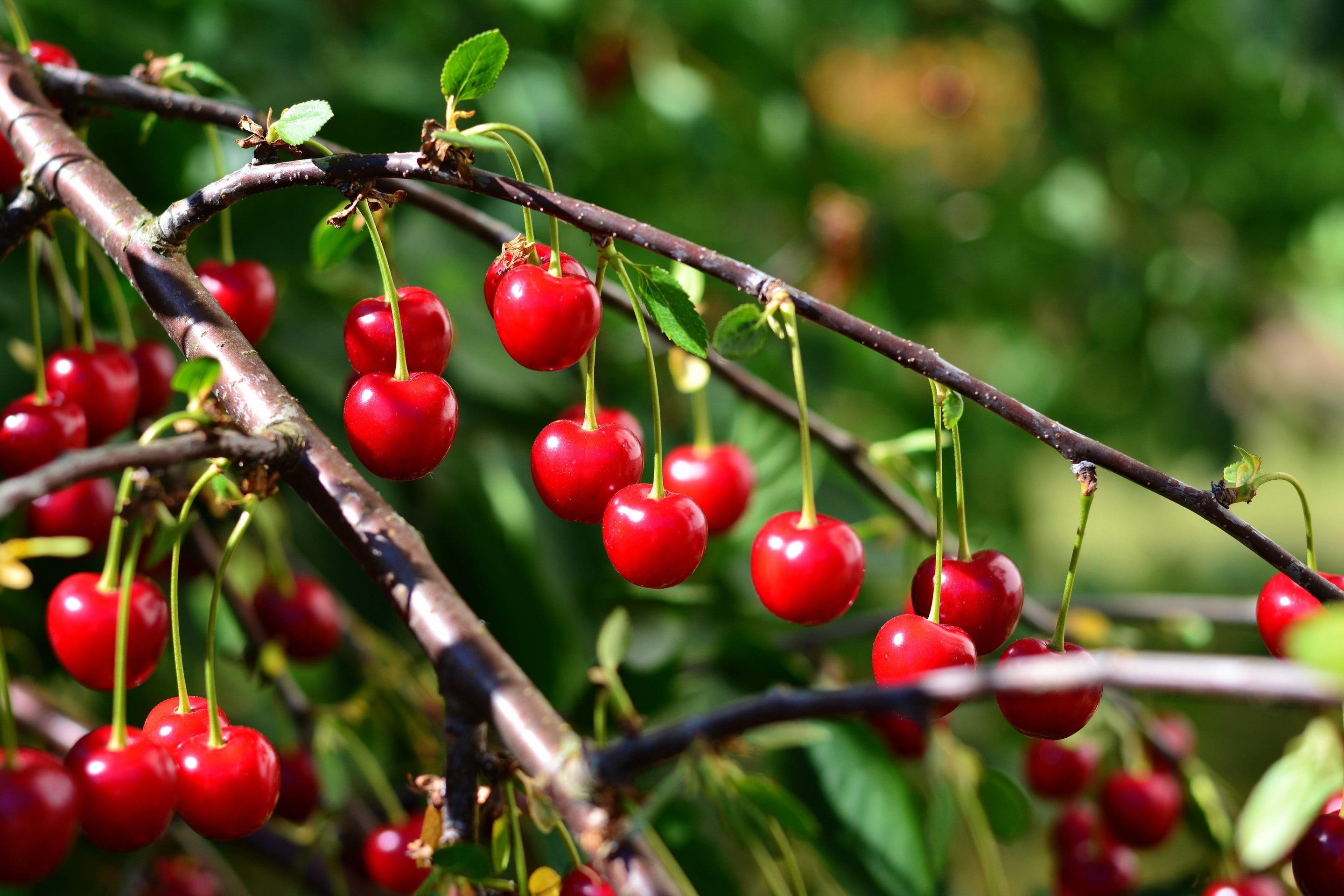 tapety currant, produce