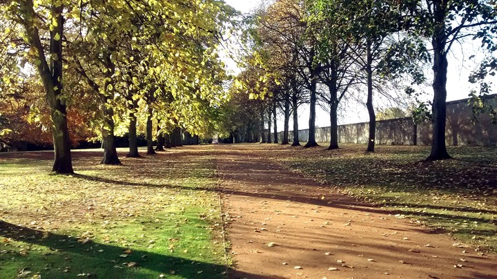 A Leafy Walk
