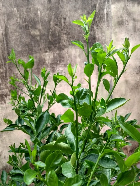 plants