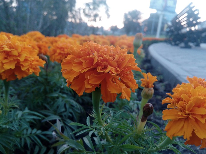 Flowers