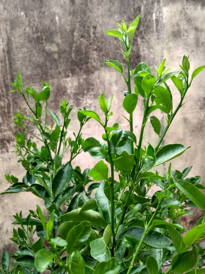 plants