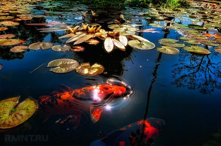 Рыбки