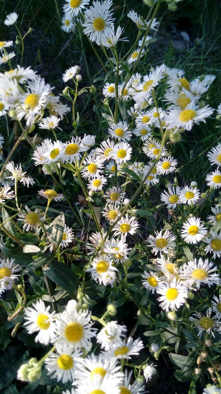 small flowers