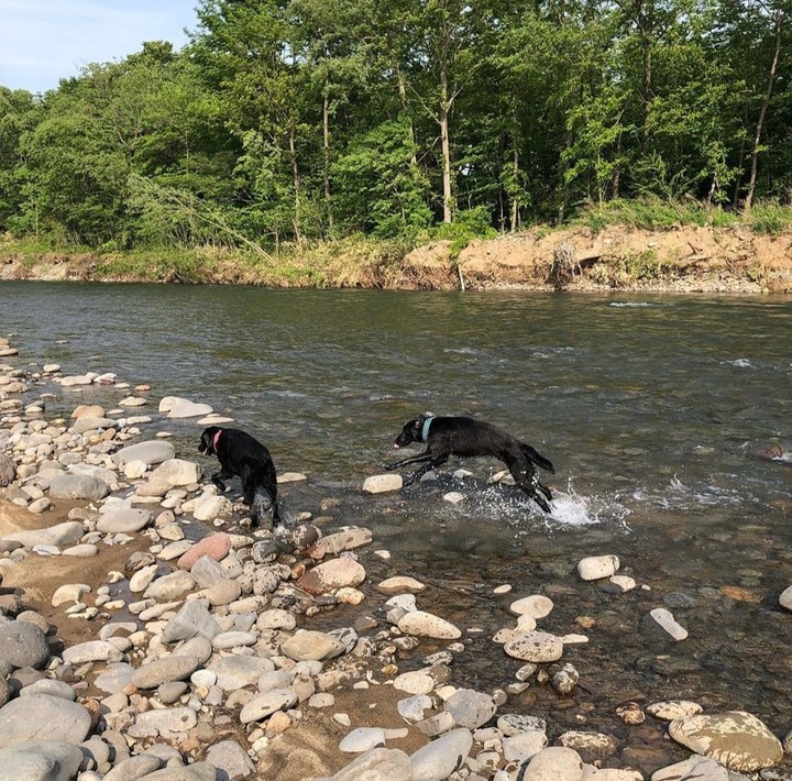 Labradors in the river