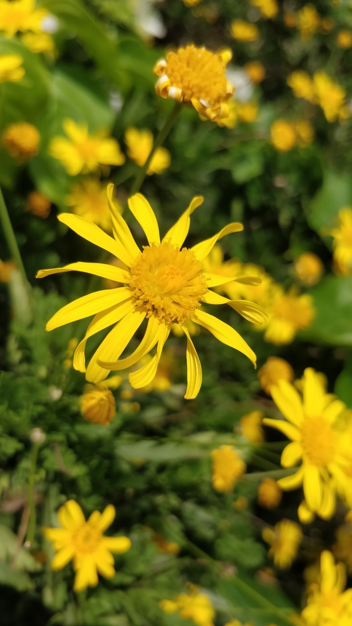 yellow