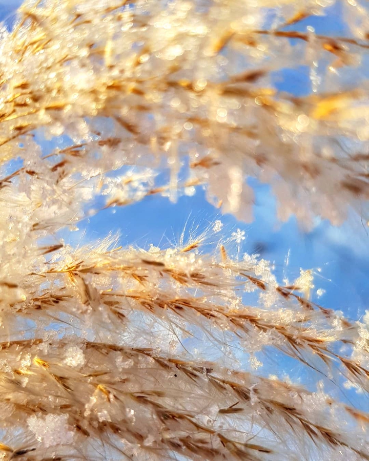 Снежинки