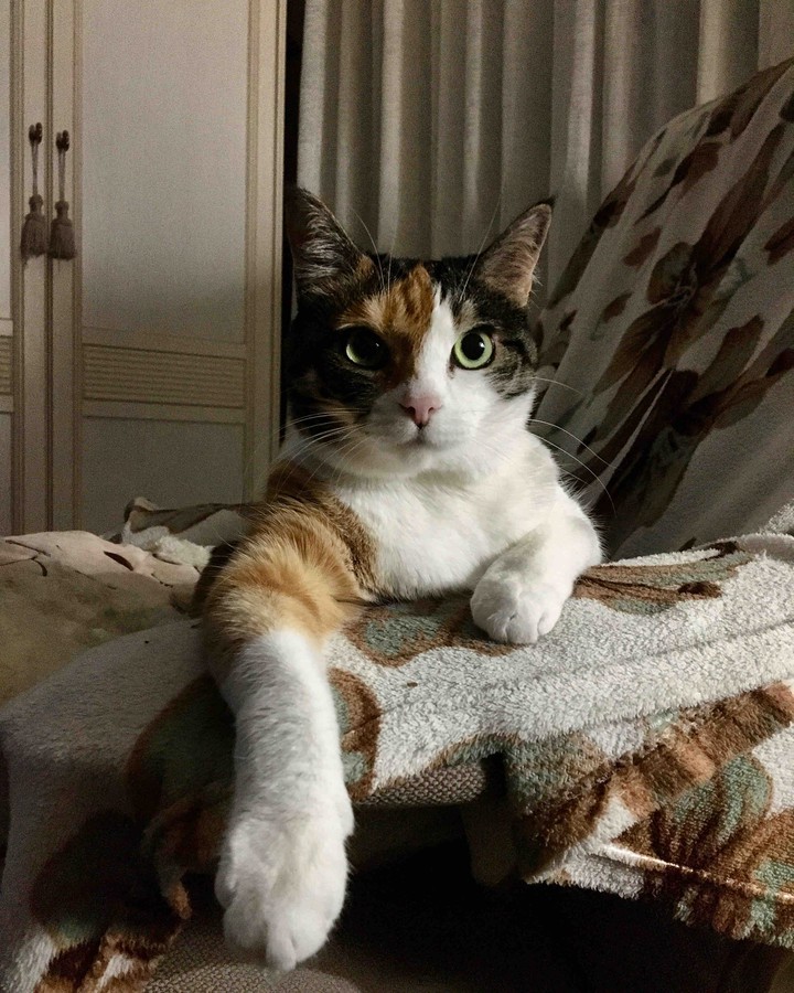 кошка