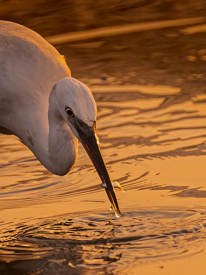 Egret in action