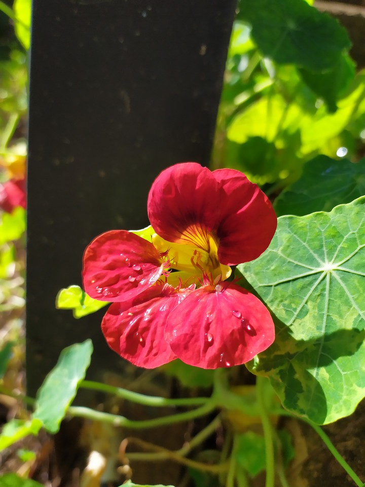 Dalat's Flower