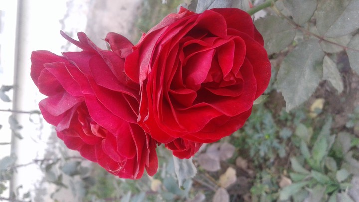 rose red rose