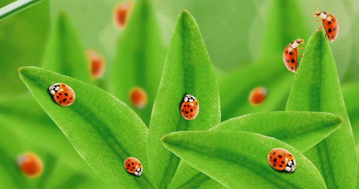 mariquitas