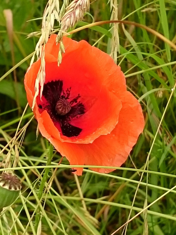 rote Schönheit