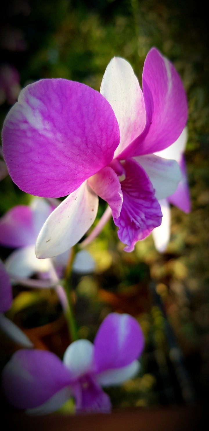 Okid Flower