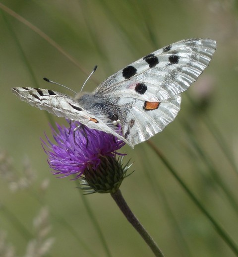 sfondi insect, aricia