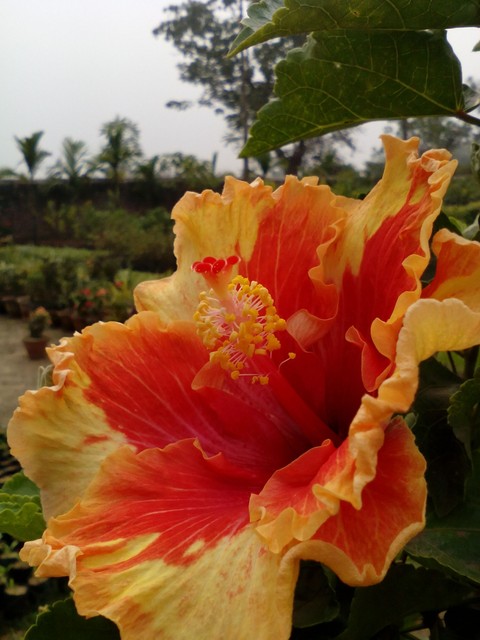 Colourful