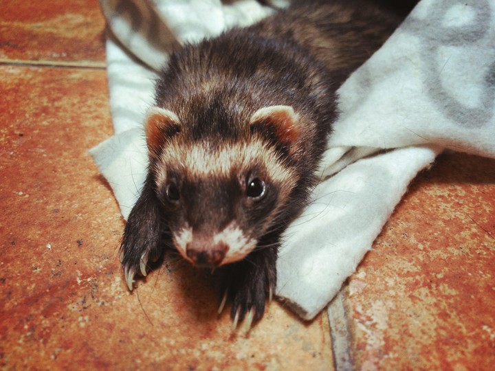 My little ferret