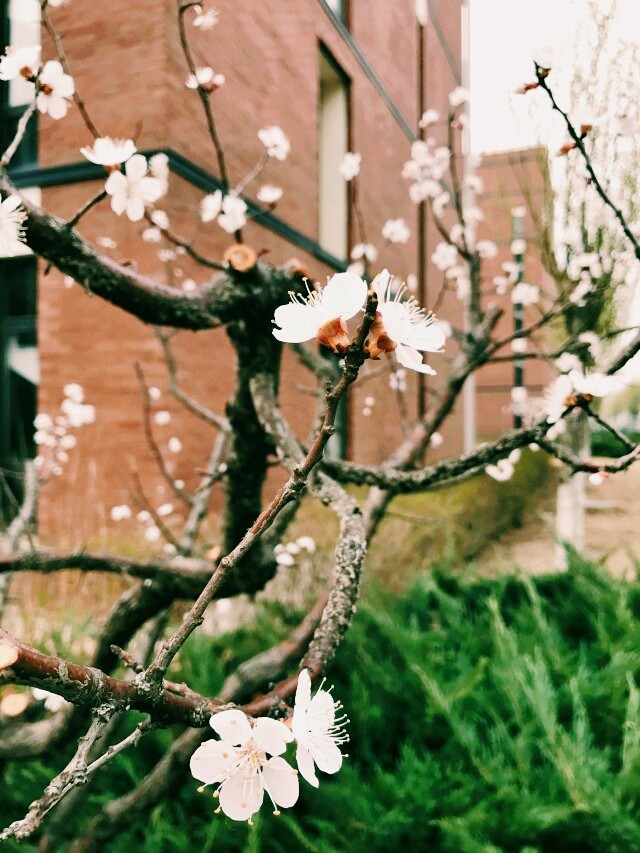 peach blossom