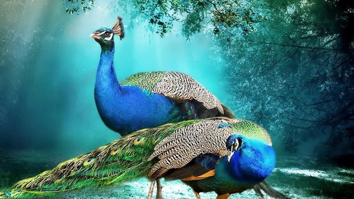 peacock