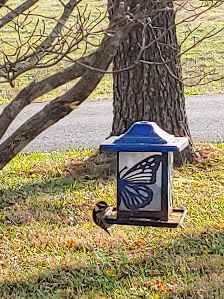 small breed of woodpecker