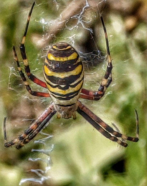 Yellow, Insect, Spider